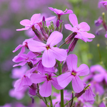 工程绿化观赏花卉蓝香芥室外花坛多年生花籽花园阳台盆栽花种子