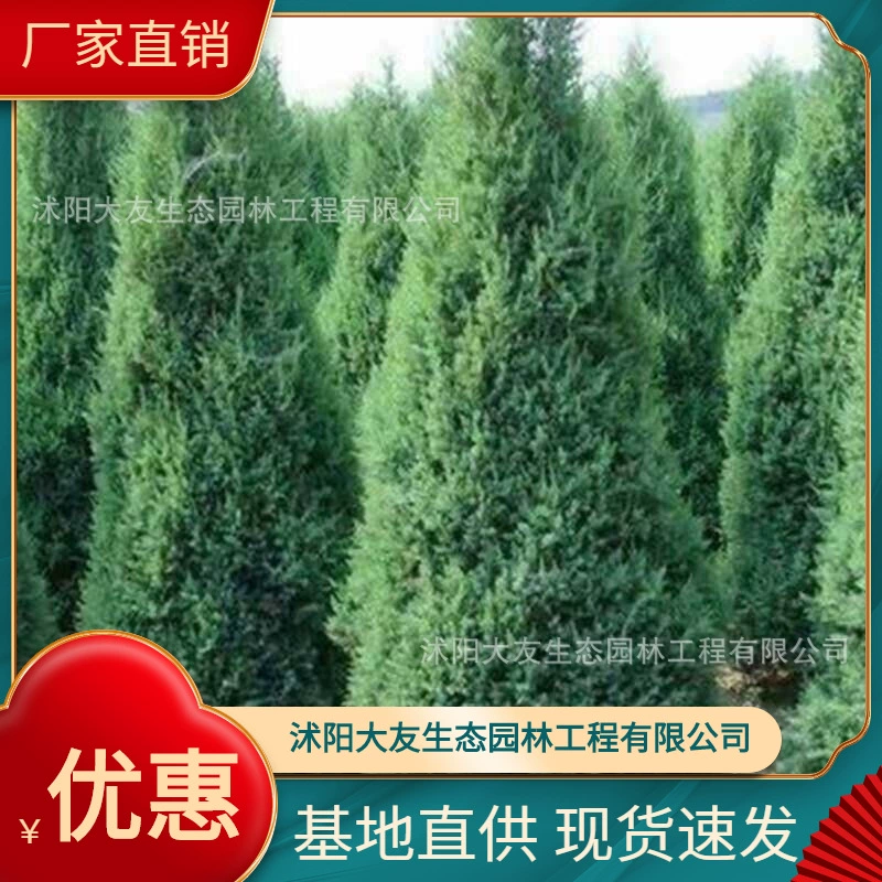 База оптом собственного производства Tabermiao живописная территория озеленение дорога садовая техника озеленение саженцев