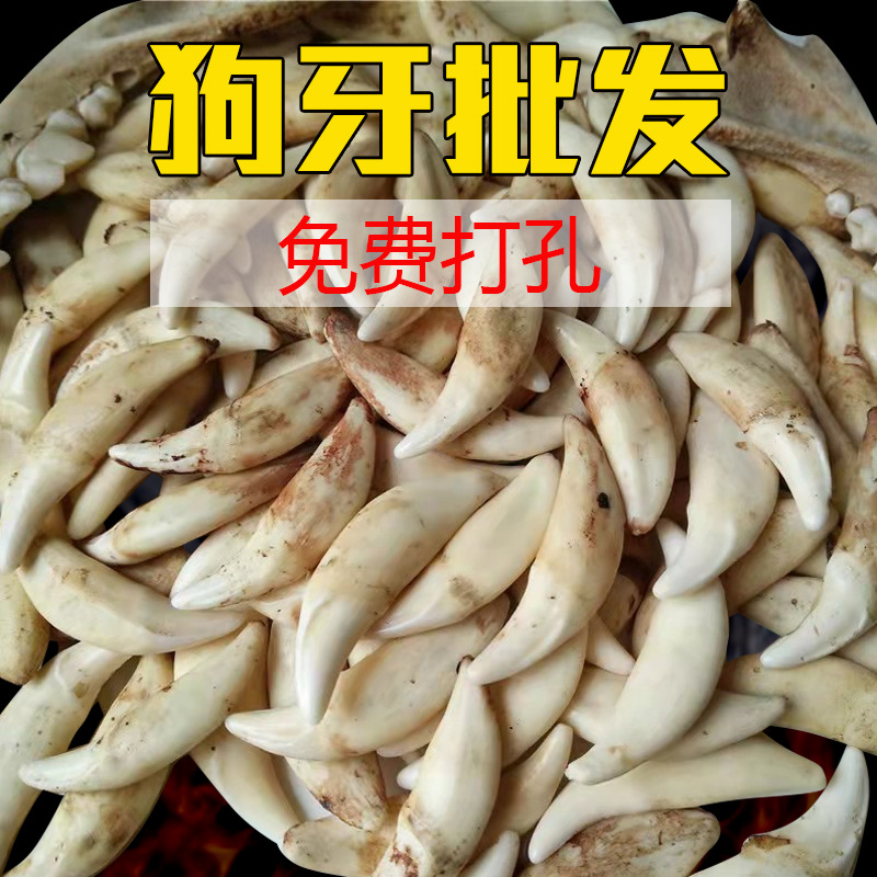 真狗牙饰品狼牙吊坠原色黑狗牙漂白藏獒牙批发项链手链地摊货标本