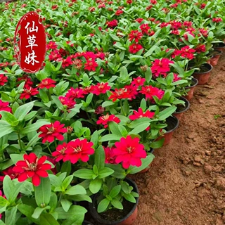 千日红盆栽百日红花苗带花苞庭院花卉开花不断耐热室外花园绿植物