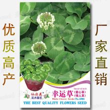 幸运草种子 约1200粒 蔬菜种子批发 爱心草 情人草 三叶草 四叶草