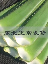 �ش��J�Cʳ���~���������������r�~Ƭ��Ĥֲ�����������aˮ����