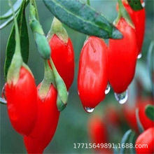 �t��轘����Ϸ������ļ��Nֲ����Ե��Ժ�����箔��Y��������m