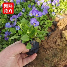 �ݻ���ɫ�����ͺ����� ɽ�|��ɫ���ݻ����� �������^�r��ݻ����