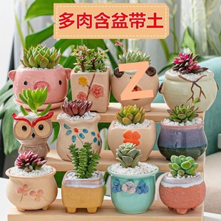 Beginner's Succulent Plant Combination Package Potted Succulent Plants Including Flower Pots and Soil Office Desktop Green Plants and Florals