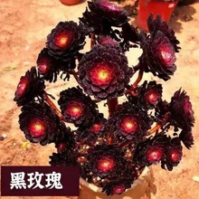 黑玫瑰法师批发老桩精品多肉大棚基地发货黑法师特价花卉园艺盆栽