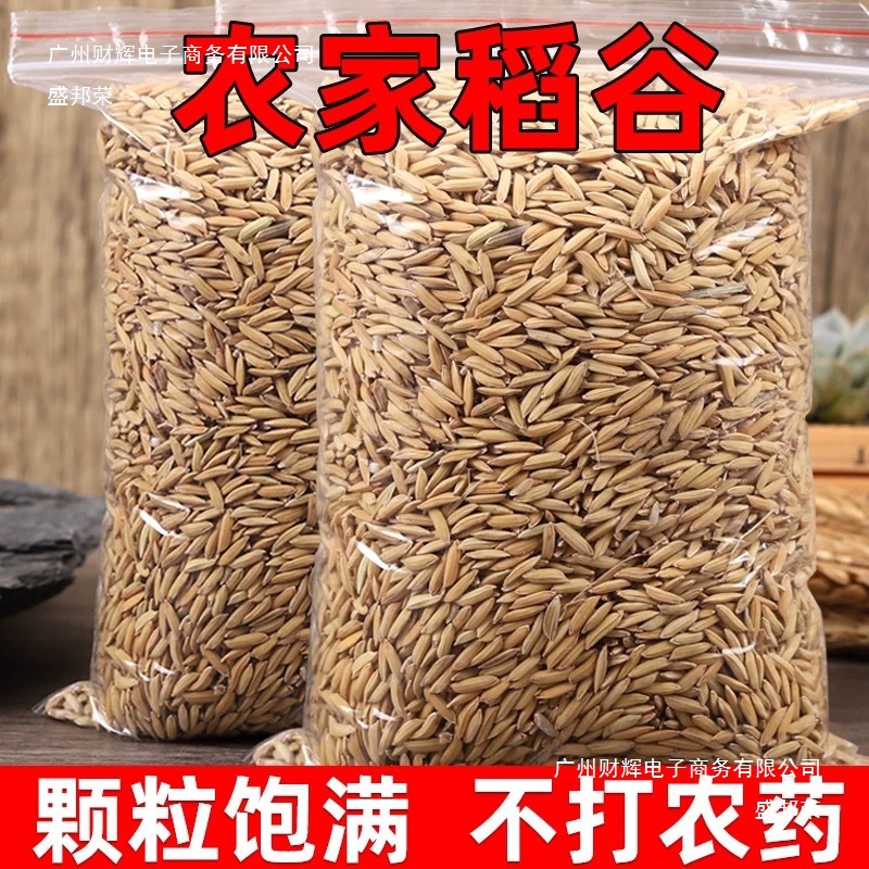 年稻谷带壳稻谷喂鸡鸭鸽粮饲料批发谷子水稻子喂鸡鸭鹅鸟杂粮