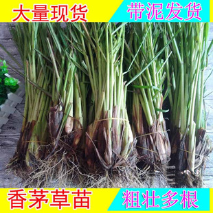 ���r�������������r��é�� ��é�� ��é�N��ֲ��ͥԺ̨