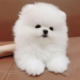 ���N�������w��Ȯ�S�������N�L�������㿡��ȮС��Ȯ�湷���ﹷ��