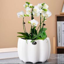 ���W�մɻ����̖���s�Wʽ�Gֲ�҃ȿ͏d�����̨���⻢Ƥ�m����С