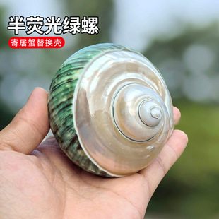 Semi-fluorescent large green snail natural conch shell hermit crab shellfish replacement shell special shell fish tank aquarium landscaping