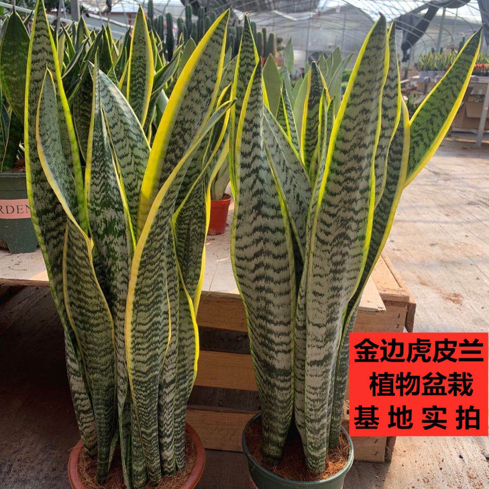 [Indoor potted]Phnom Penh Sansevieria Potted plant A new house Potted plant Sansevieria Phnom Penh Sansevieria Four seasons