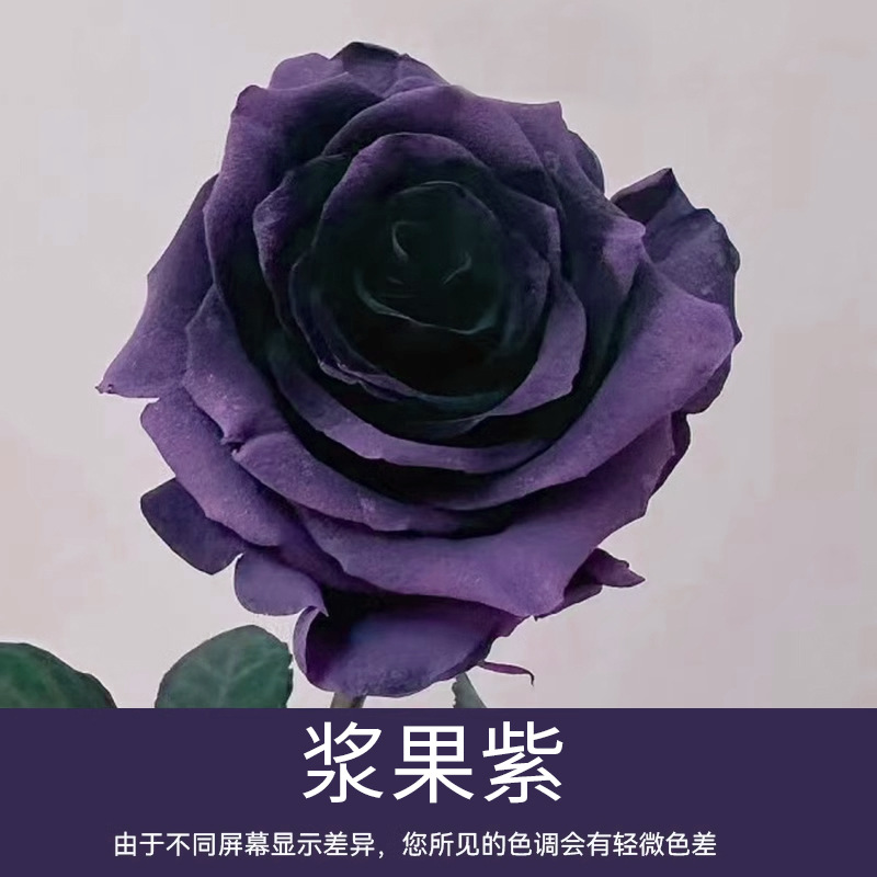 Material de embalaje de flores frescas Agente de tinción en aerosol de flores secas Salsa de ciruela negra Pintura en aerosol de flores Pintura en aerosol de flores Agente de color de flores