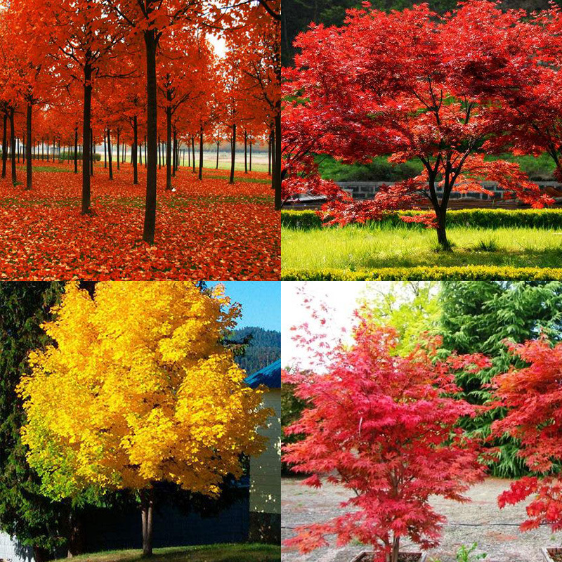进口美国红枫种子日本红枫种籽五角枫鸡爪槭青枫庭院室外花园家庭