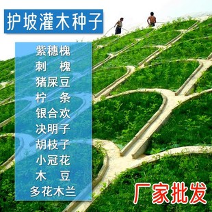 ���l�iʺ���N��̫����әE�A�~�iʺ�����A�~�iʺ���N�Ӹ߳�ѿ��