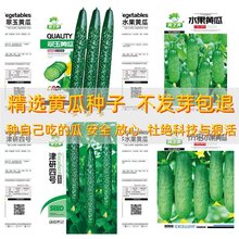 黄瓜种子四季种易活秋黄瓜水果黄瓜种籽子庭院室外阳台盆栽绿黄瓜