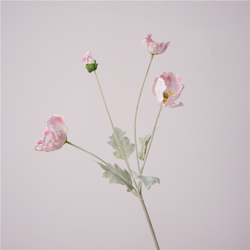 촉촉한 포피 핑크 화이트