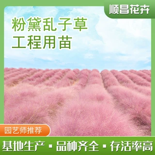 粉黛乱子草种毛芒乱子草花海粉庭院花卉多年生观赏四季播种易活
