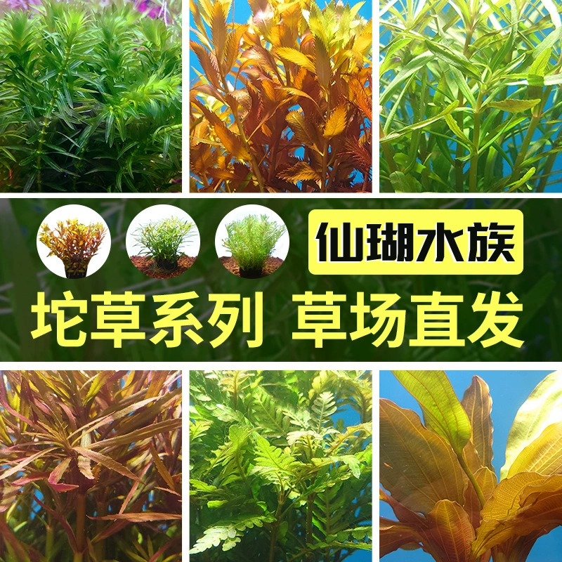 Ленивый погружной Трава Пейзаж водные растения пейзаж пресноводных рыб танк очистки травы аэрации водных растений