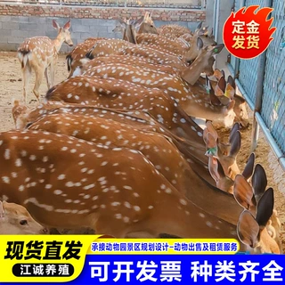 生产厂家直发梅花鹿活体种鹿成年梅花鹿景区观赏梅花鹿亲民梅花鹿