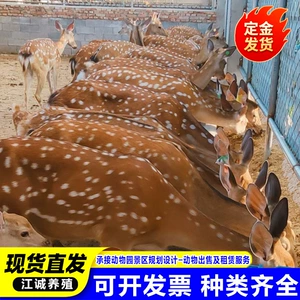 [生产厂家直发梅花鹿活体种鹿成年梅花鹿景区观赏梅花鹿亲民梅花鹿]