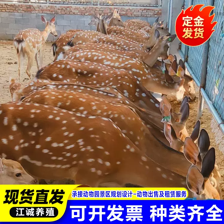 生产厂家直发梅花鹿活体种鹿成年梅花鹿景区观赏梅花鹿亲民梅花鹿