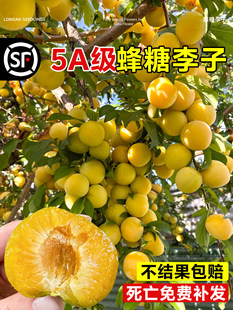 �����������Ә������A�����F�����R��������̨�����Ϸ������Nֲ