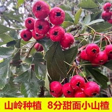 2025ɽ�|�t��ɽ�ɽ��tɽ髹����r�����r���t��Ұ�����ˮ�����l