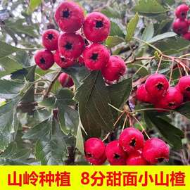2025山东红甜山楂山里红山楂果新鲜酸甜鲜果红心野生甜口水果批发