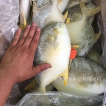 ���K�~����~���r������~�K�~ƽ�~��������200-300g�l 10kg/��
