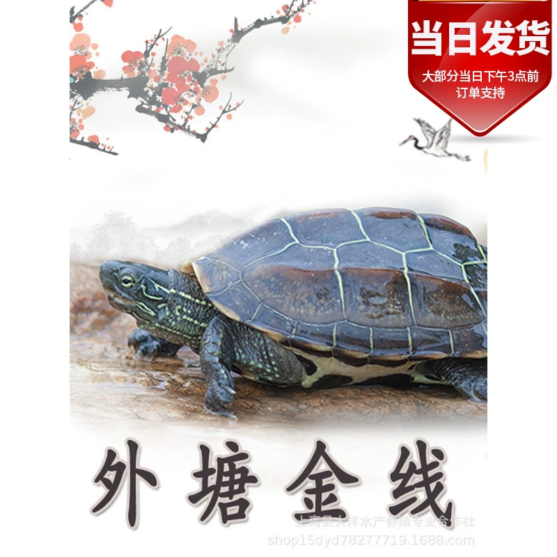Китайская травяная черепаха, декоративная черепаха, живая черепаха из уличного пруда, черепаха травяная золотистая, молоденка, оптовая продажа с фермы