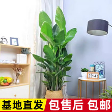 网红盆栽室内大型植物鹤望兰客厅办公室大盆栽绿植苗