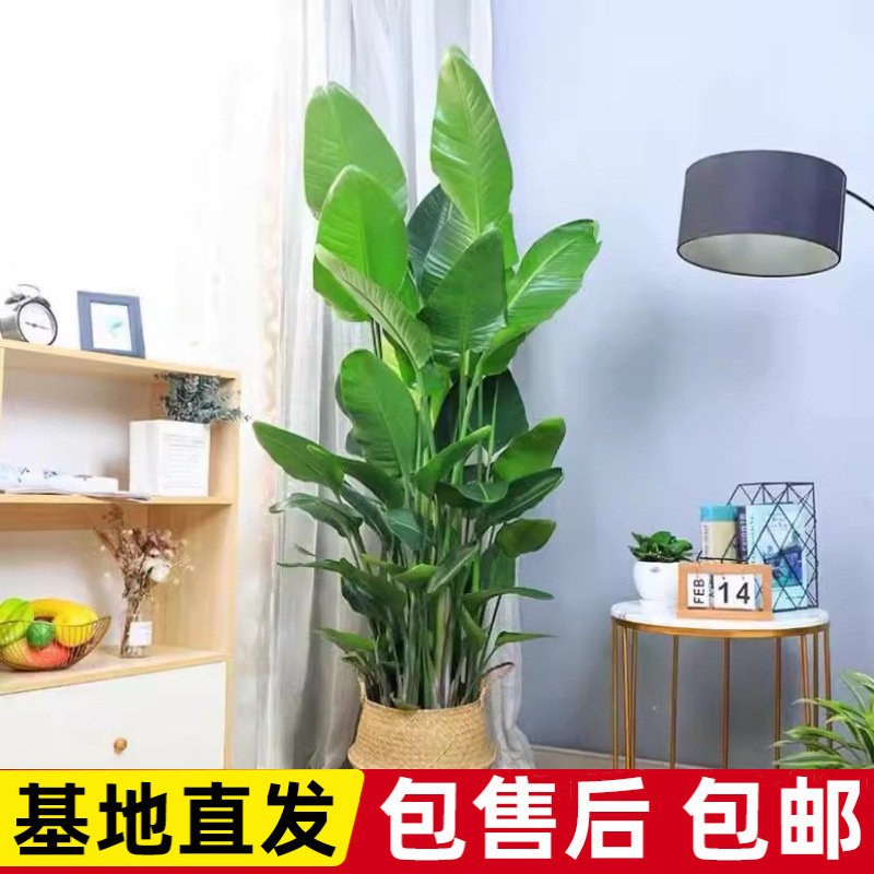 网红盆栽室内大型植物鹤望兰客厅办公室大盆栽绿植苗