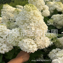 圆锥绣球大花苗耐寒无防护越冬棒棒糖绣球花盆栽香草草莓小树苗