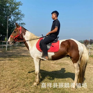 半血跑马价格 东北挽马可以骑乘的多少钱 一匹 成年伊犁马多少钱