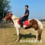 东北伊犁骑乘跑马马