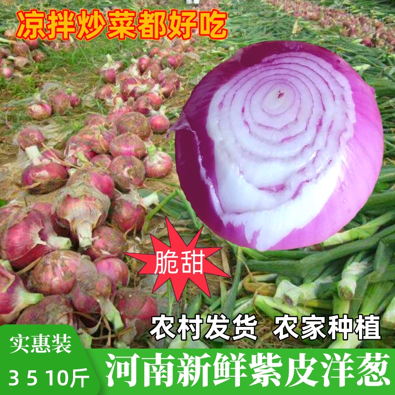 河南紫皮洋葱新鲜10斤水果蔬菜生吃脆甜农家种植农村小扁洋葱新鲜