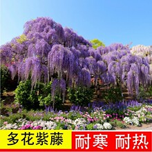 紫藤花树苗 紫藤花树苗品牌 图片 价格 紫藤花树苗批发 阿里巴巴