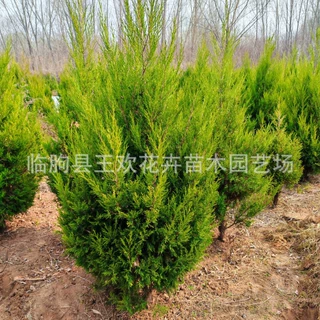2米蜀侩    园林绿化墓地种植     道路园林市政工程绿化苗木