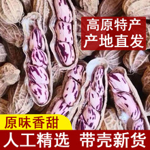 云南七彩花生带壳新货1/2斤香甜原味晒干瘪花生新鲜养胃可做种子