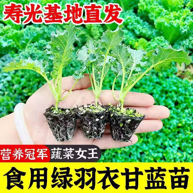 Kale Seedlings with Soil, Edible Vegetable Seedlings for Autumn and Winter, Purple Vegetable Seeds, Kale Potted Seedlings Seeds