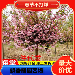 һ�����l�������Ļ�����ͥԺ�ͺ�ֲ�ﴹ�z�����҃����ļ��_������