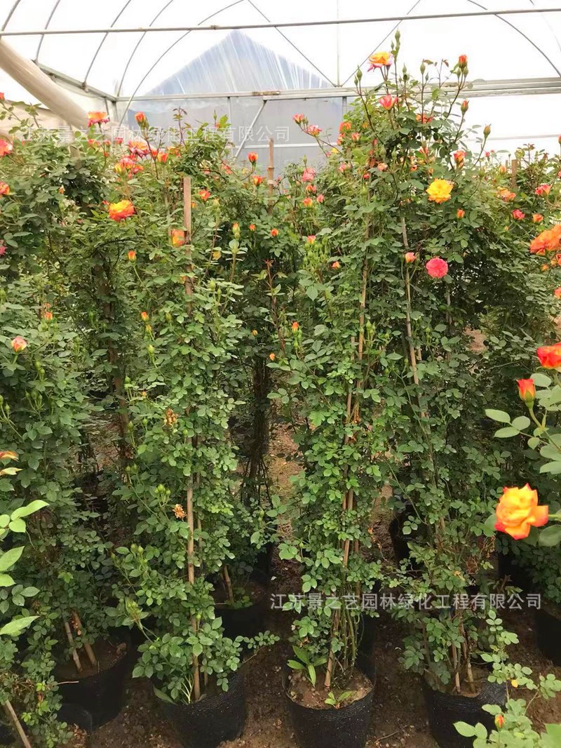 Саженец лозы розы очень большой цветок с бутоном цветов Доставка альпинистская лоза четыре сезона Цветущий сад большой цветок Роза лонгша драгоценный камень