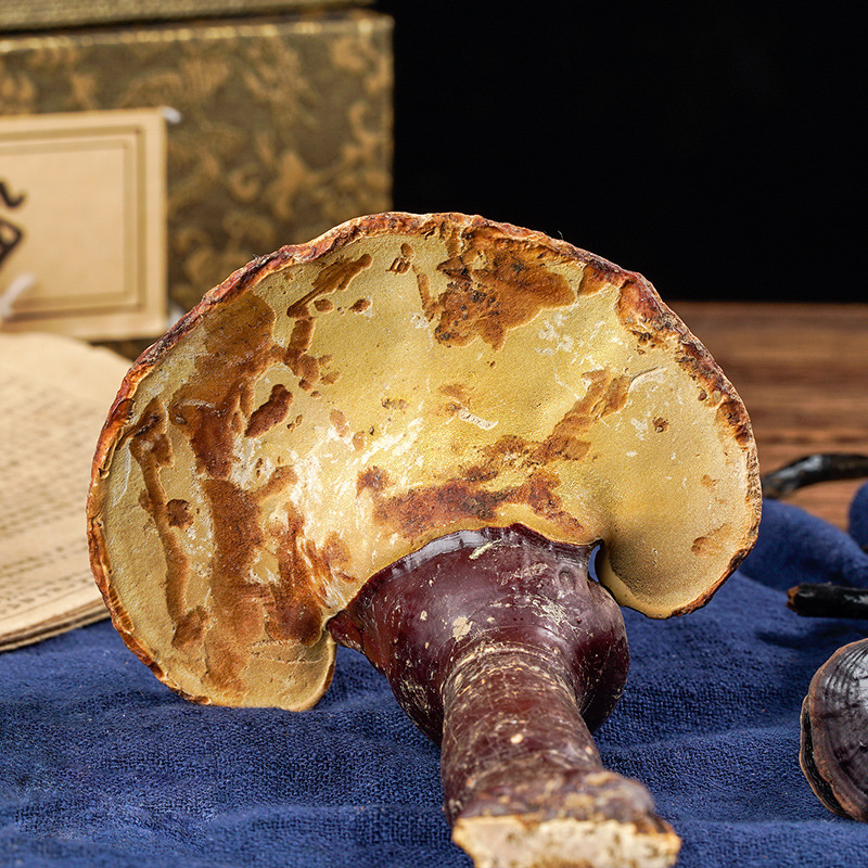 Ganoderma wholesale Changbai Mountain Ganoderma lucidum Chinese herbal medicine bulk black Ganoderma lucidum red Ganoderma lucidum tonic wine brewing source goods