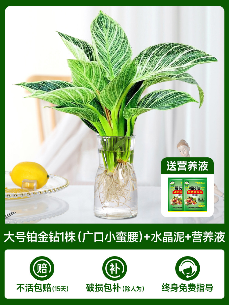 【작은 빨간 책】 ❤ 대형 백금 다이아몬드 1개(입이 넓고 허리가 작음) + 크리스탈 머드 + 영양액