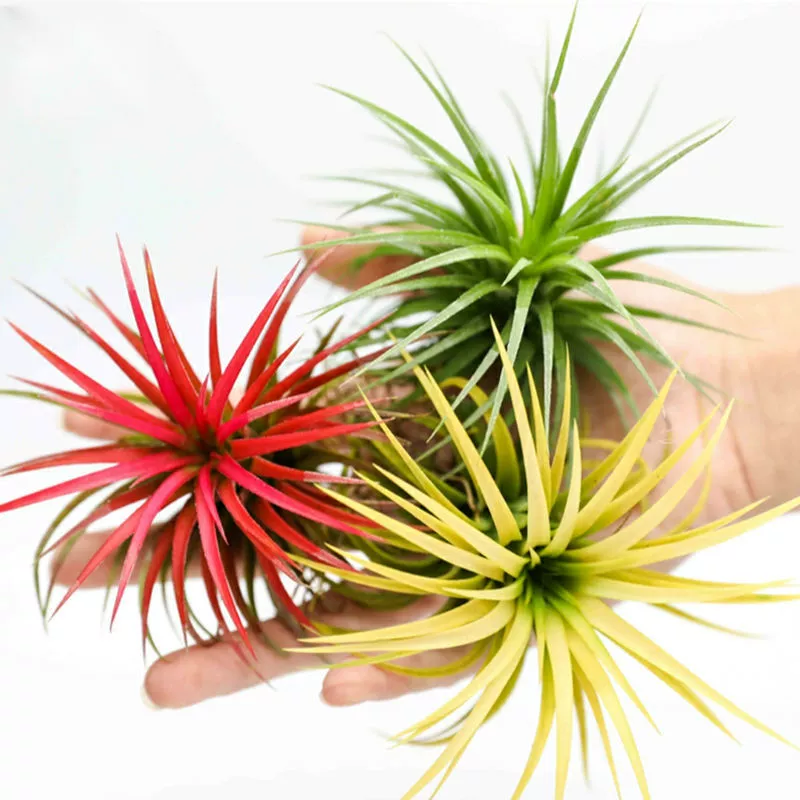 Воздушный ананас, беспочвенное выращивание растений, офисный настольный компьютер, очистка воздуха, зеленое растение, ленивый цветок, мини, простой в обслуживании