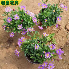 �����������Ծջ�ͥԺ�̨������ֲ��ľ���ջ������^���̬�������