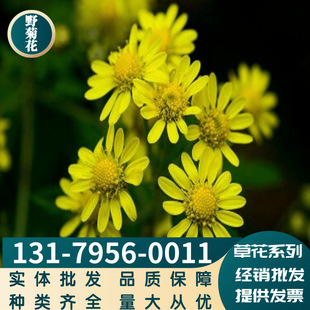 Wild Chrysanthemum Seed Chrysanthemum Perennial Flower Summer Flowering Potted Courtyard Garden Balcony Indoor Easy to Live