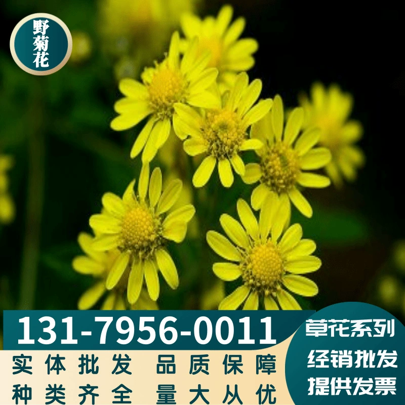 Хризантема Indicum семена хризантемы Многолетние цветы летнее цветение в горшке двор сад балкон Крытый легко жить