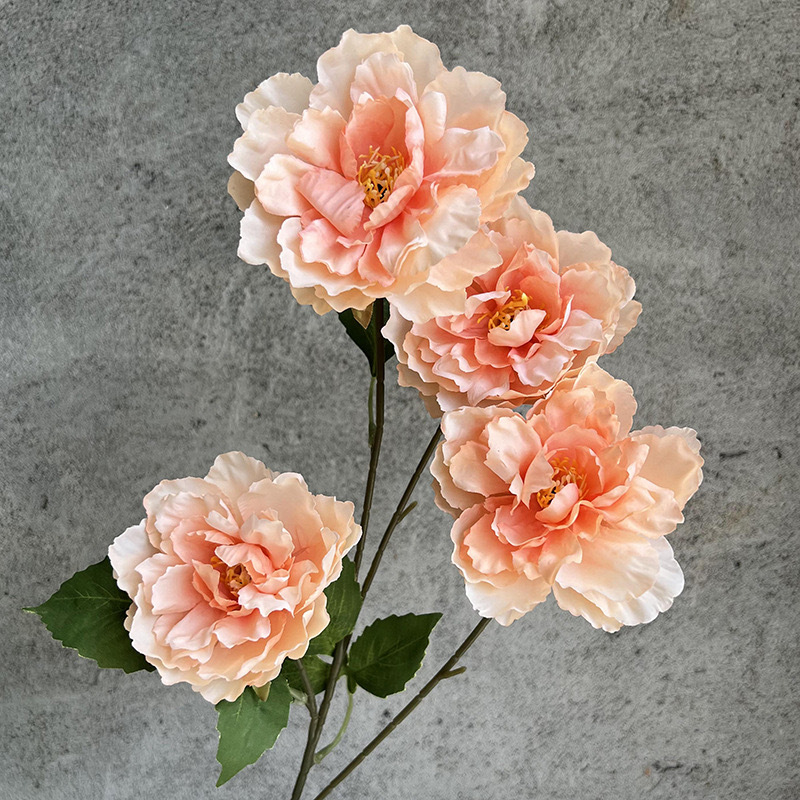 4송이의 생동감 넘치는 모란 - 샴페인